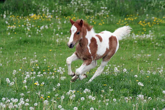 Baby Foal
