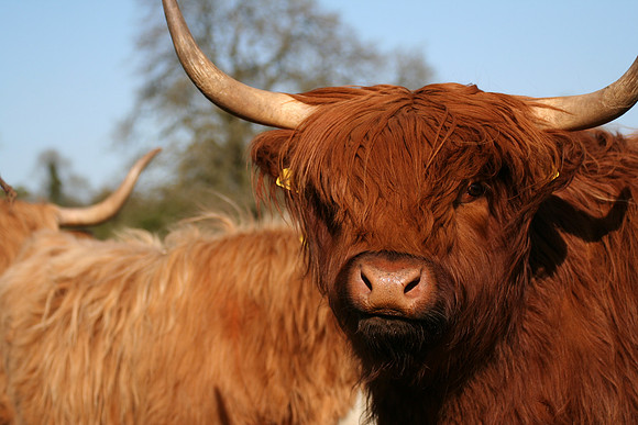 Long Horned Bull
