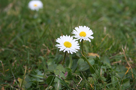 Daisy